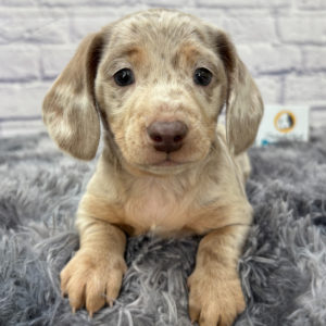 Mini Dachshund Puppy for Sale
