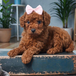 F1b Cavapoo Puppy for Sale