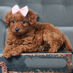 F1b Cavapoo Puppy for Sale