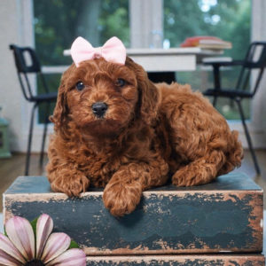 F1b Cavapoo Puppy for Sale