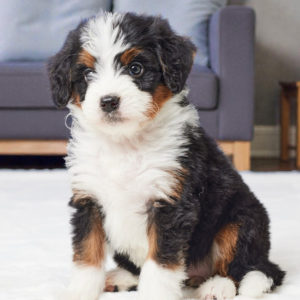 F1 Mini Bernedoodle Puppy for Sale
