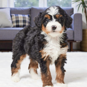 F1 Mini Bernedoodle Puppy for Sale