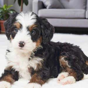 F1 Mini Bernedoodle Puppy for Sale