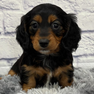 Mini Dachshund Puppy for Sale