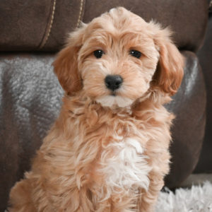 F1b Maltipoo Puppy for Sale