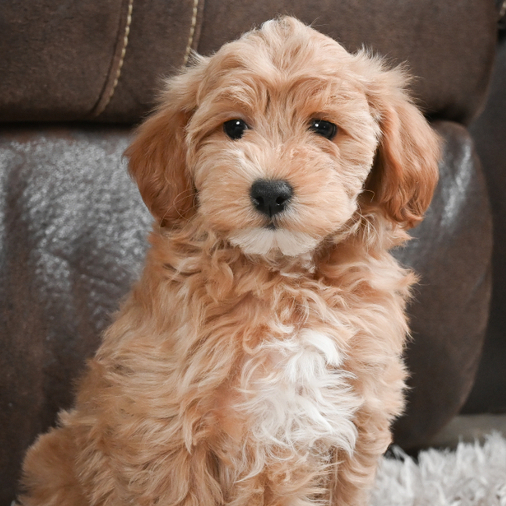 F1b Maltipoo Puppy for Sale in NYC