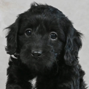 F1b Cockapoo Puppy for Sale