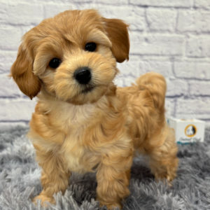 F1b Maltipoo Puppy for Sale