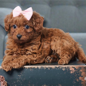 F1b Cavapoo Puppy for Sale