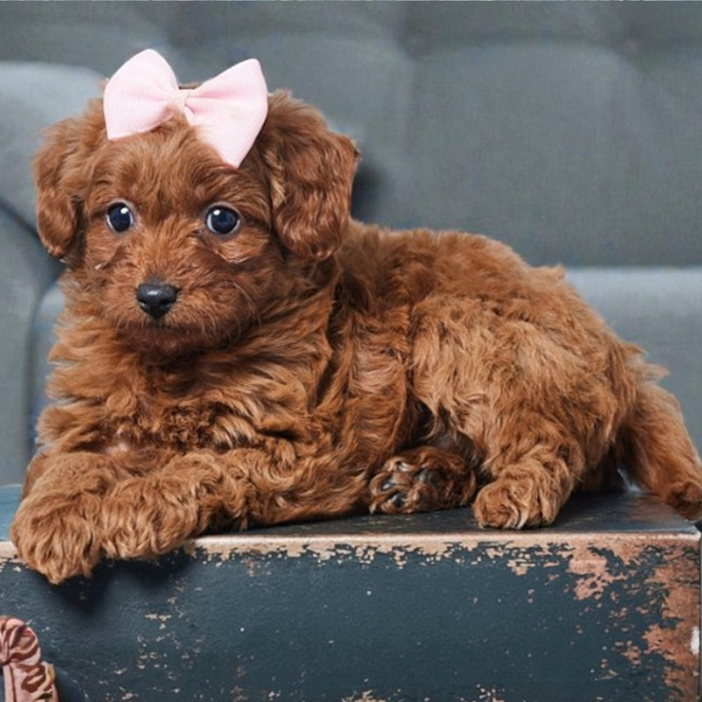F1b Cavapoo Puppy for Sale in NYC