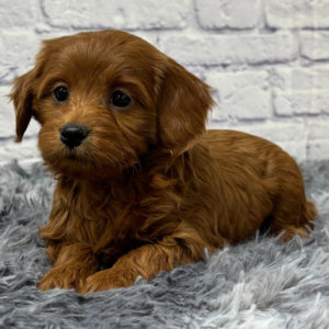 F1b Maltipoo Puppy for Sale