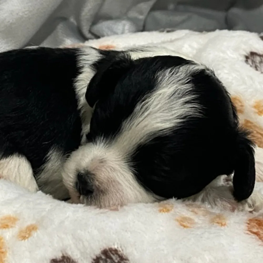F1 Cavapoo Puppy for Sale in NYC