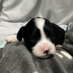 F1 Cavapoo Puppy for Sale