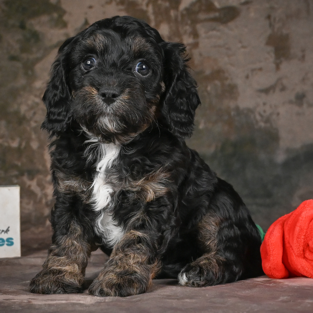 F1 Cavapoo Puppy for Sale in NYC