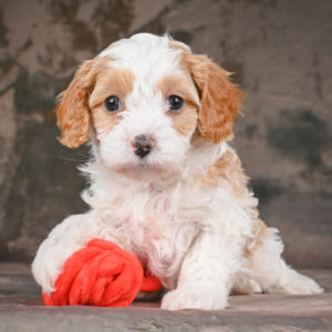 F1 Cavapoo Puppy for Sale
