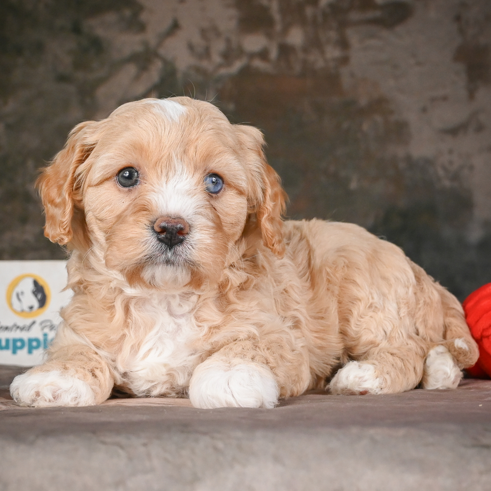 F1 Cavapoo Puppy for Sale in NYC