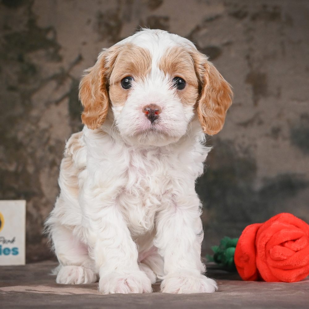 F1 Cavapoo Puppy for Sale in NYC