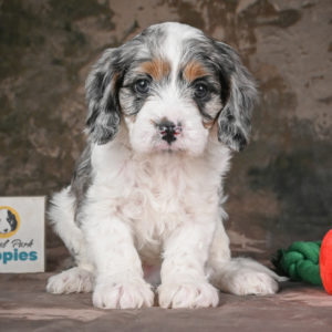 F1 Cavapoo Puppy for Sale