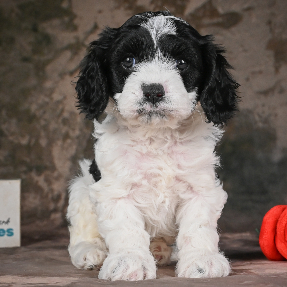 F1 Cavapoo Puppy for Sale in NYC