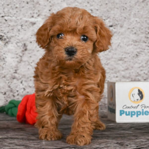 F1b Cavapoo Puppy for Sale