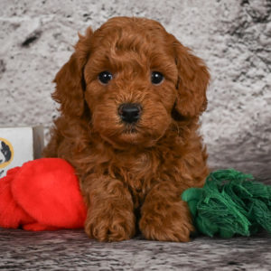 F1b Cavapoo Puppy for Sale