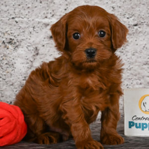 F1b Cavapoo Puppy for Sale