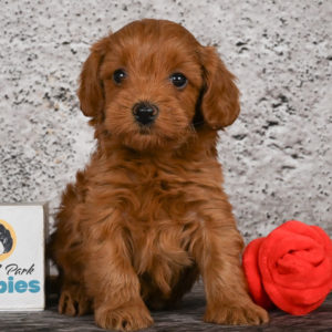 F1b Cavapoo Puppy for Sale