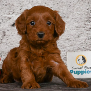 F1b Cavapoo Puppy for Sale