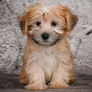 F1 Morkie Puppy for Sale