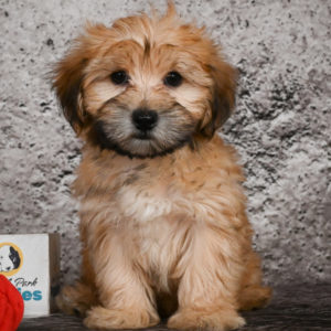 F1 Morkie Puppy for Sale