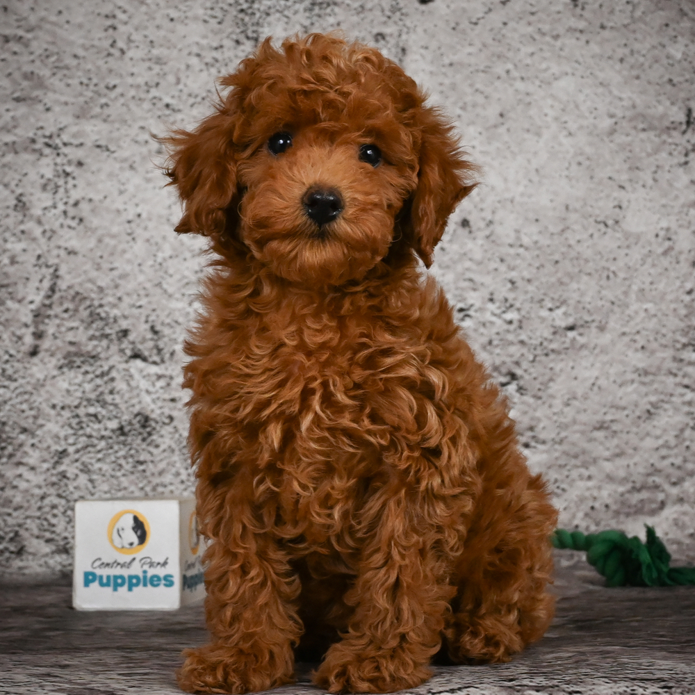 Miniature Poodle Puppy for Sale in NYC