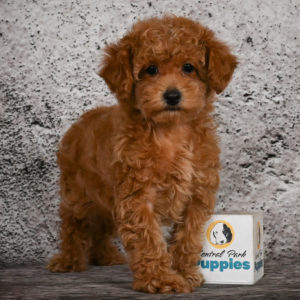 Miniature Poodle Puppy for Sale