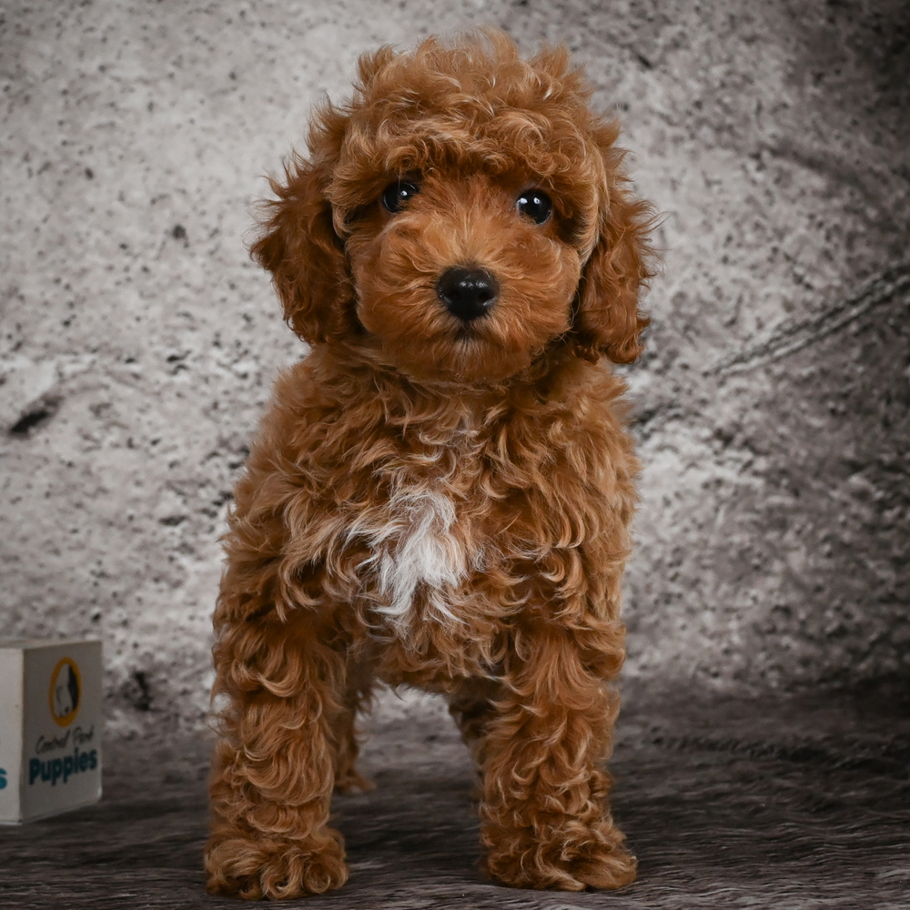 Miniature Poodle Puppy for Sale in NYC