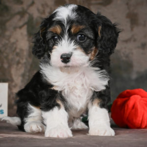 F1 Cavapoo Puppy for Sale