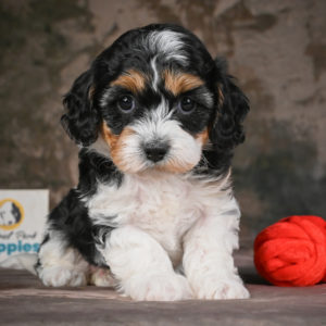 F1 Cavapoo Puppy for Sale