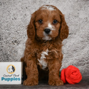F1 Cavapoo Puppy for Sale
