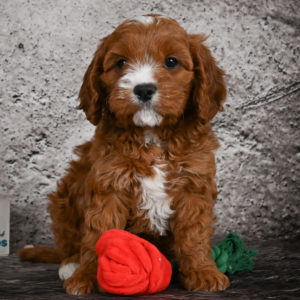F1 Cavapoo Puppy for Sale