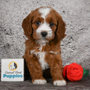 F1 Cavapoo Puppy for Sale
