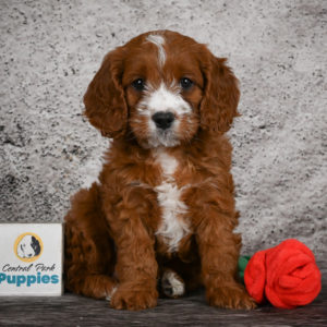 F1 Cavapoo Puppy for Sale