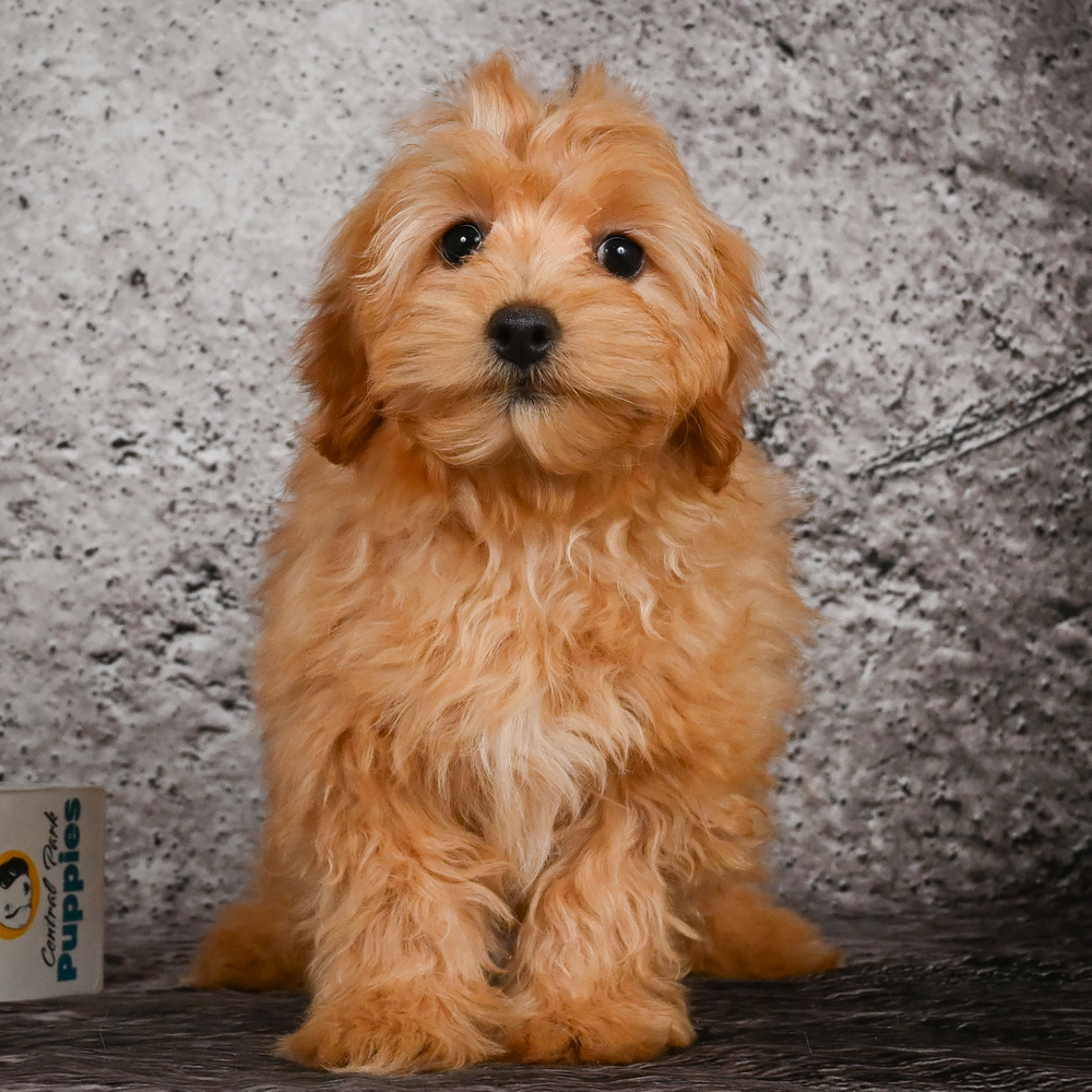 F1b Maltipoo Puppy for Sale in NYC