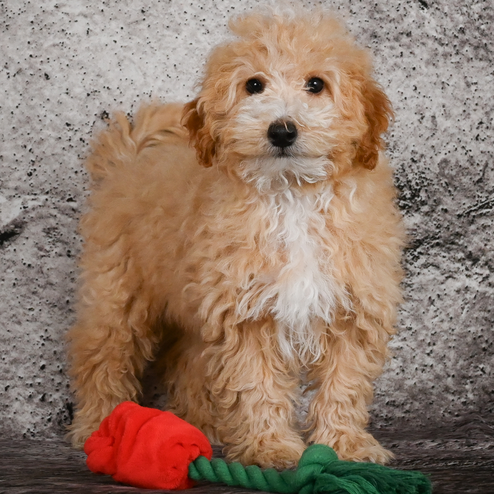 F1b Maltipoo Puppy for Sale in NYC