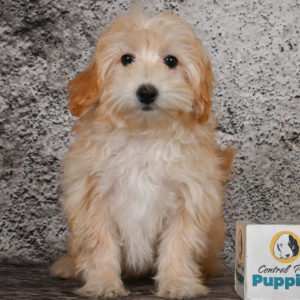 F1b Maltipoo Puppy for Sale