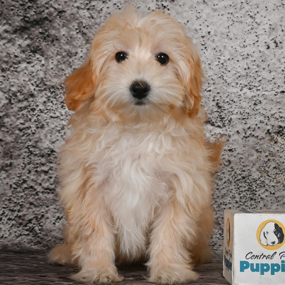 F1b Maltipoo Puppy for Sale in NYC
