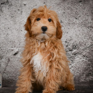 F1b Maltipoo Puppy for Sale