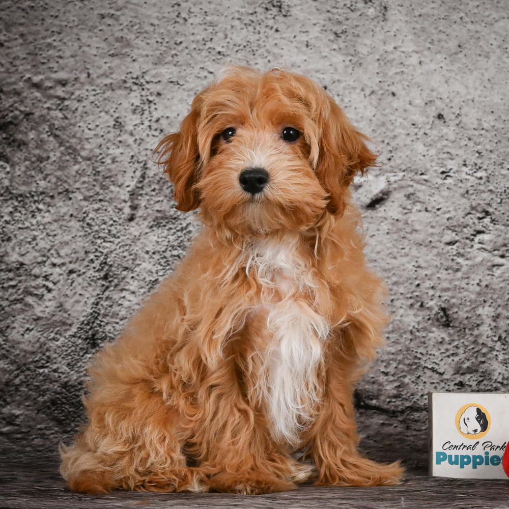 F1 Maltipoo Puppy for Sale in NYC