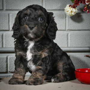 F1 Cavapoo Puppy for Sale