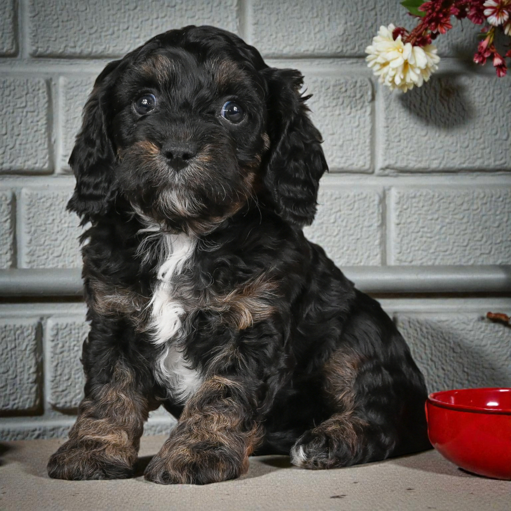 F1 Cavapoo Puppy for Sale in NYC