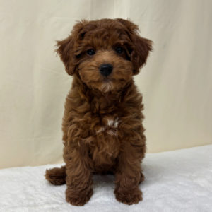 F1b Maltipoo Puppy for Sale