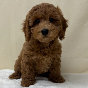 F1b Maltipoo Puppy for Sale