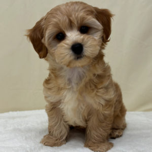 F1b Maltipoo Puppy for Sale